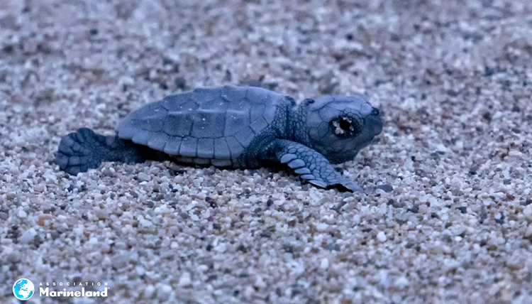 Petite tortue caouanne venant de naître à Villeneuve Loubet © Stéphane Jamme / Association Marinelands